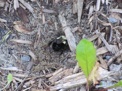 Bumblebee digging.jpg