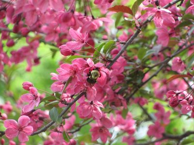 Crabapple bumblebee.jpg