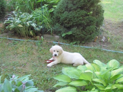 Addy in the hosta garden.jpg