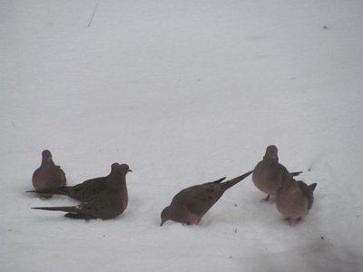 6 mourning doves.jpg