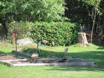 Turkeys dust bath.jpg