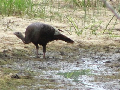 Turkey having a drink.jpg