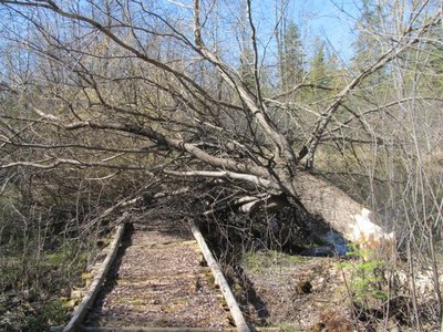 Willow 3.jpg