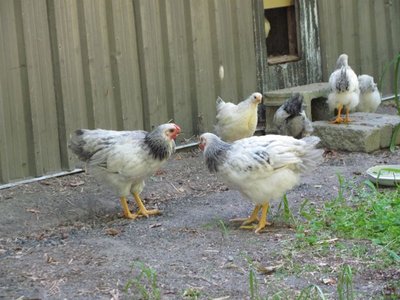 Wyandotte cockerel stand off.jpg