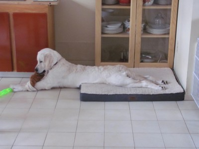 a very long dog.jpg