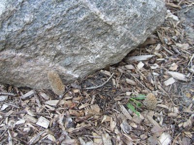 Morel by the stone.jpg