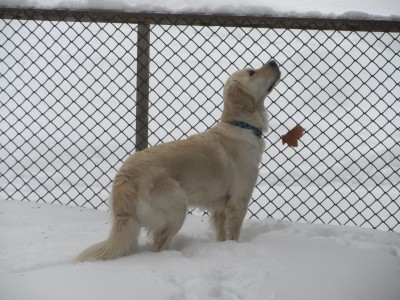 Addy hoping for a red squirel....jpg