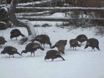 Turkeys under the old apple tree.jpg