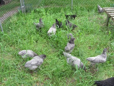 Amer, chicks in the kennel.jpg
