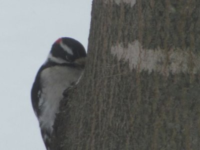 Wood pecker.jpg