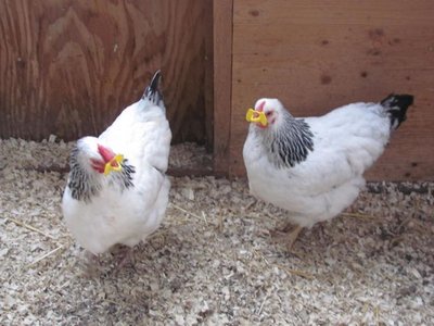 PINLESS peepers 2 hens.jpg