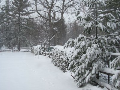 winter wonderland.jpg