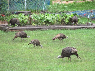 Free range turkeys close up.jpg