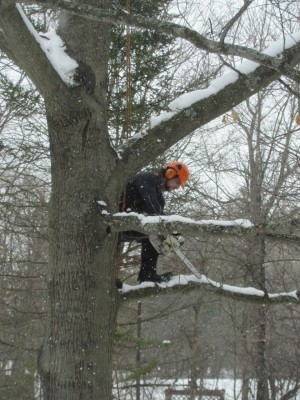 Trillium arborist.jpg