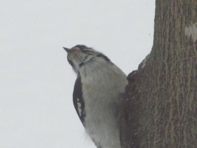 Wood pecker 2.jpg