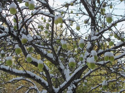 Snow on yellow transparent apples.jpg