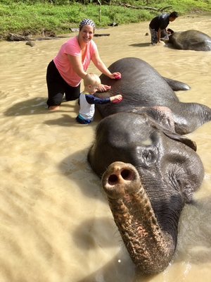 Washing an elephant.jpg