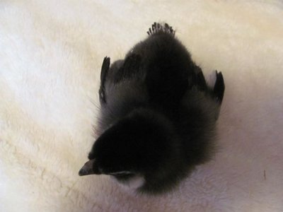 Am split wing.jpg