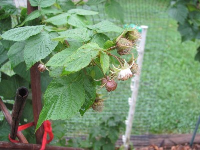 Fall raspberries.jpg