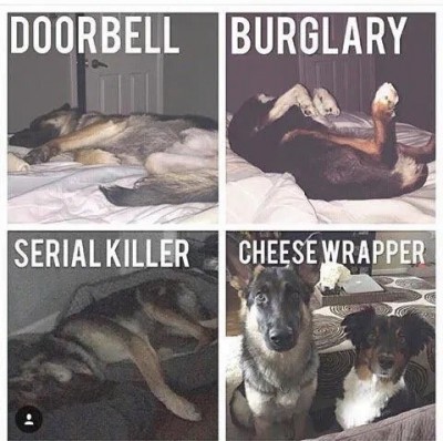 Dog joke.jpg