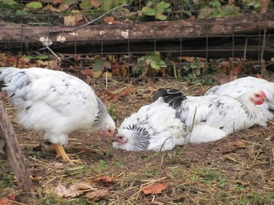 Dust bath, get in the mud is warm.jpg