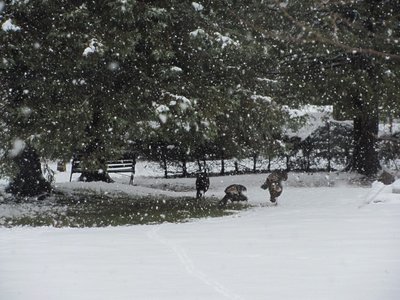 turkeys under the spruce.jpg