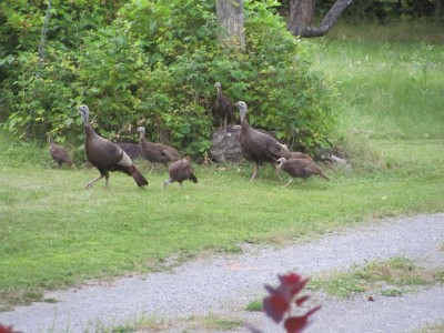 turkey coop.jpg