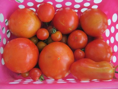 Basket of tomatoes.jpg