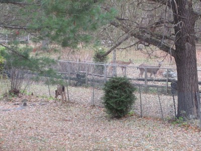3 deer in the yard.jpg