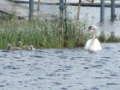 Swan mothers pride.jpg