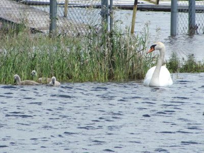 Swan mothers pride.jpg