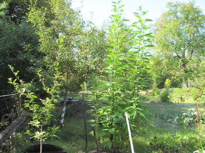 Jerusalem Artichoke August.jpg