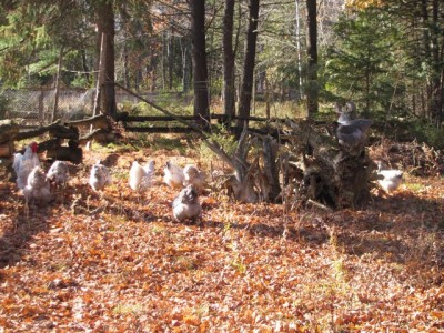 November free range
