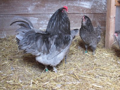 Blue Ameraucanas.jpg