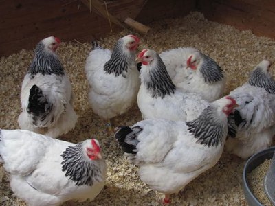 Sale pullets 1.jpg