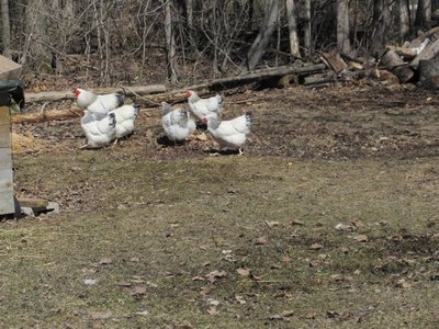 Wy's 2016 breeding pen Mactawish.jpg