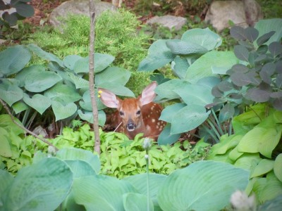 Bambi in the Hosta garden.jpg