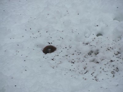 under snow squirels.jpg