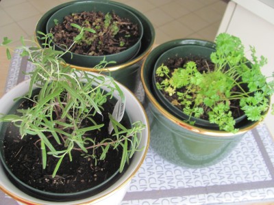 Parsley , rosemary and Basil.jpg