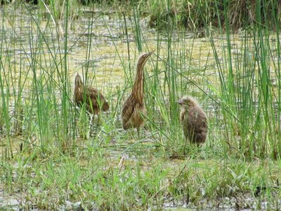 American Bittern.jpg