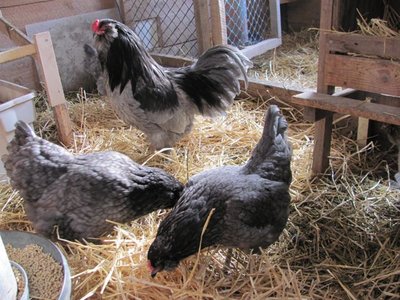 Am. Blue breeding pen.jpg