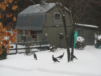 Turkeys feesibility meeting..jpg