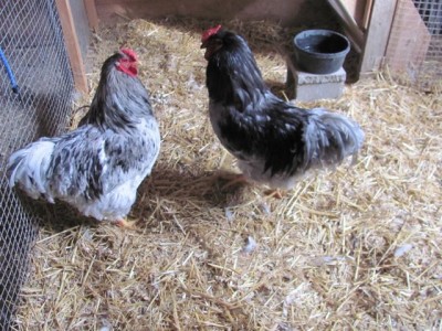 Wyandotte cockerel 2013