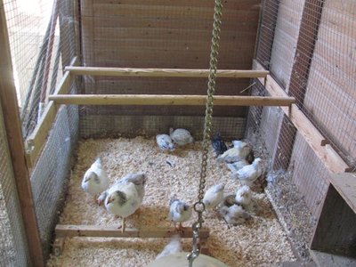 Combining 4&7weeks old chicks.jpg