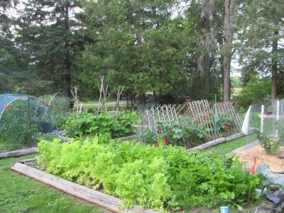 Garden in July.jpg