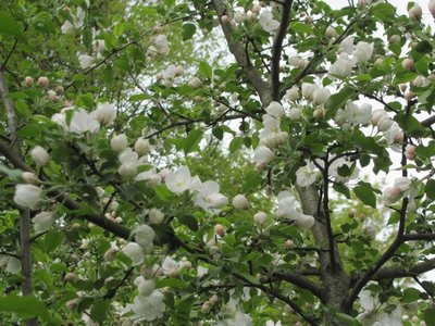 Apple tree from seed, blooms.jpg