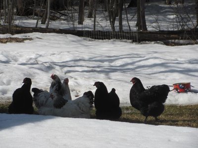 Black pullet on right.jpg