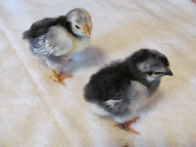 Chicks Col. & Blue .jpg