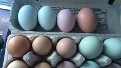 Autumn eggs.jpeg