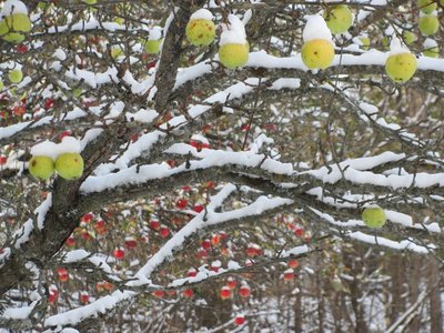 Snow on apples.jpg